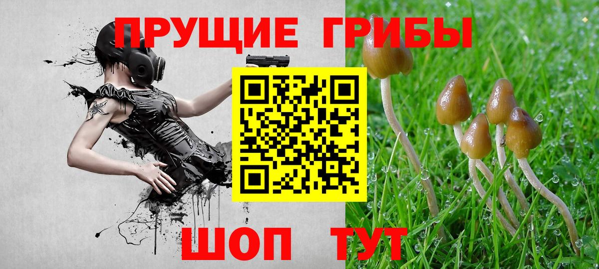 Псилоцибиновые грибы Psilocybine cubensis Людиново